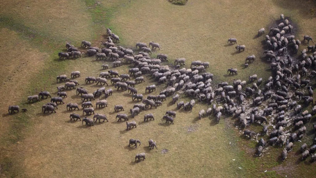 Elefantes traumatizados salvos da caa furtiva aprendem a confiar novamente em seus instintos