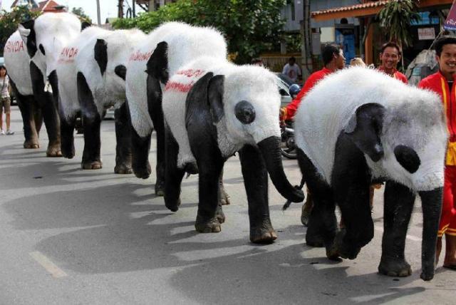 Elefantes querem ser ursos-panda na Tailndia