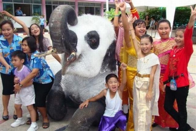 Elefantes querem ser ursos-panda na Tailndia