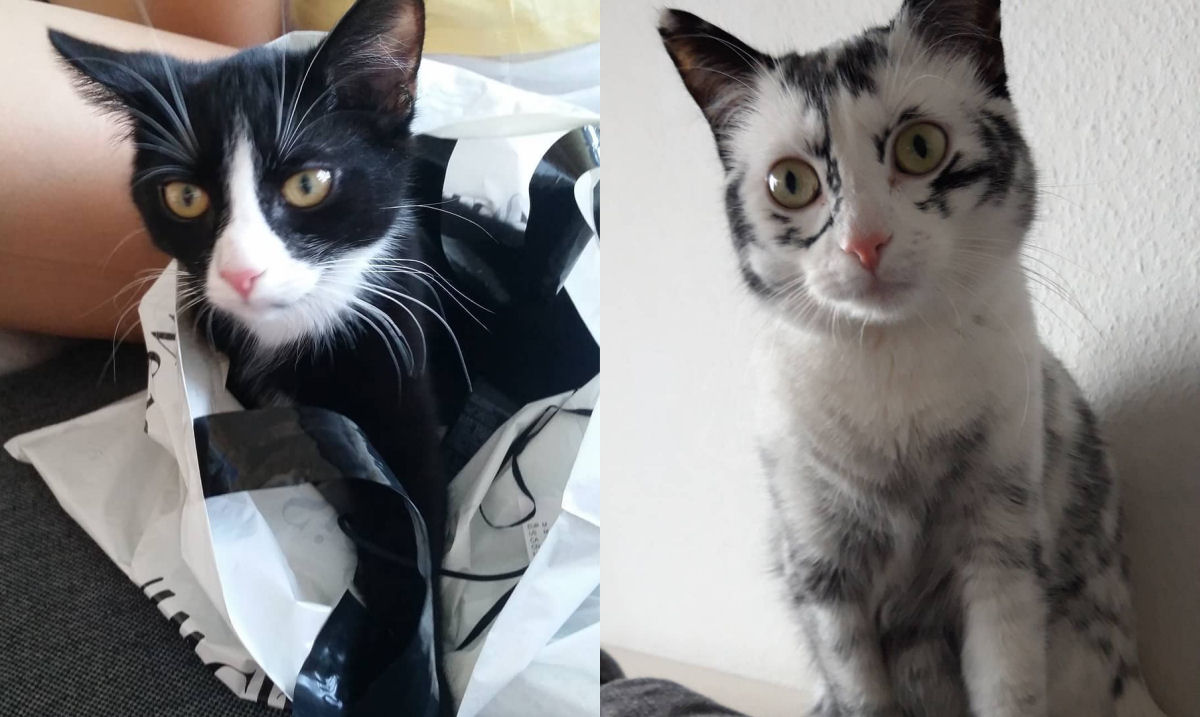 Condio rara faz com que gatinha preta fique quase totalmente branca em apenas um ano