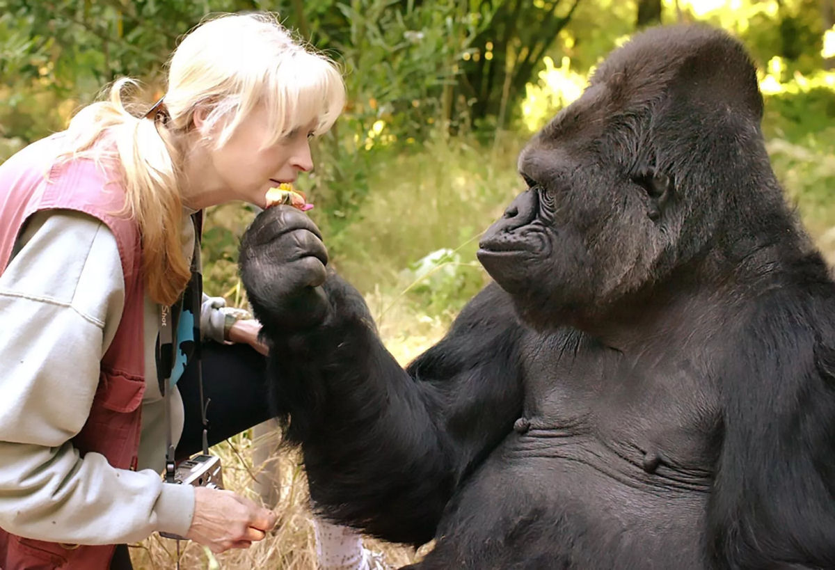 Os animais so capazes de sentir emoes complexas?