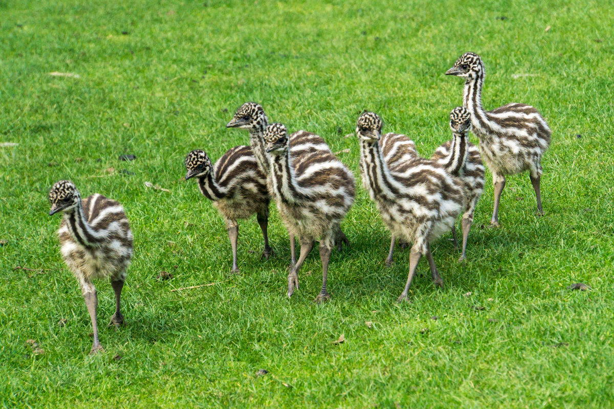 Os pais emu criam filhos que podem nem ser seus descendentes