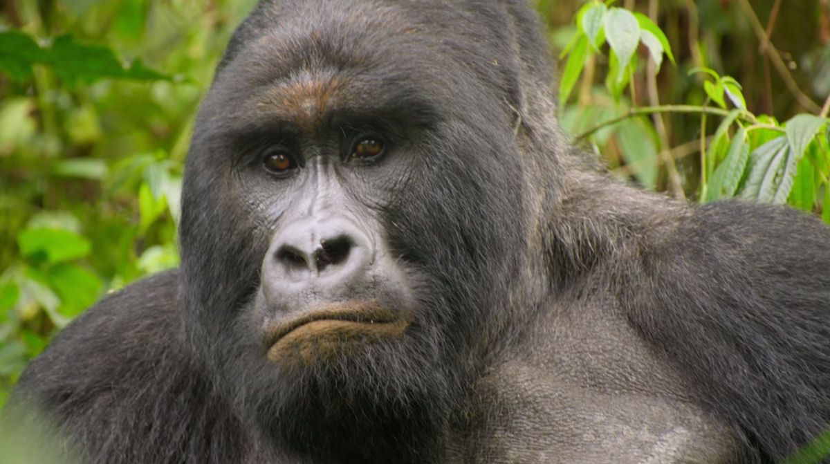 Documentário mostra repórter cara a cara com o maior gorila do Congo!