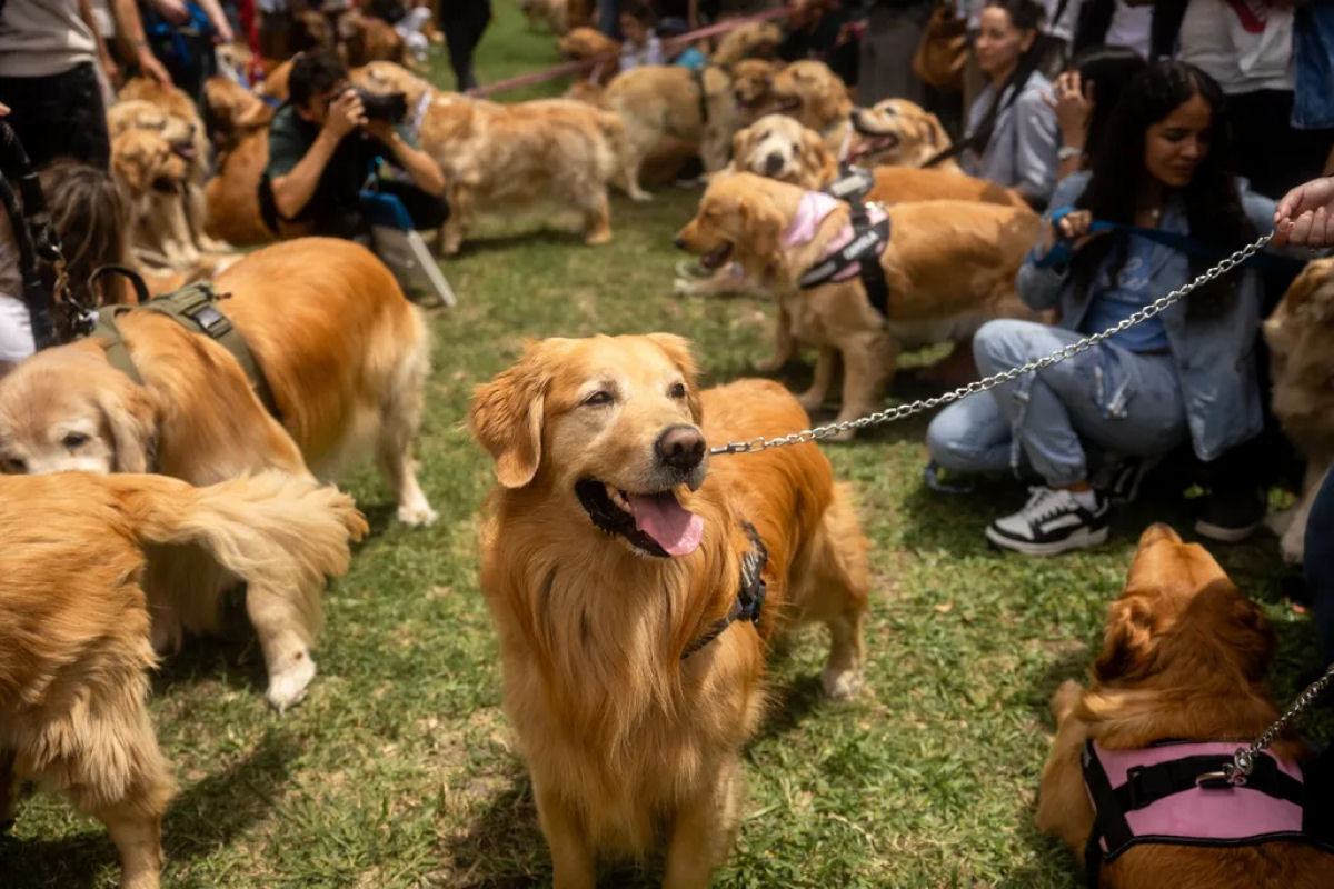 Mais de 2.000 Golden Retrievers se reúnem na Argentina em busca de um recorde