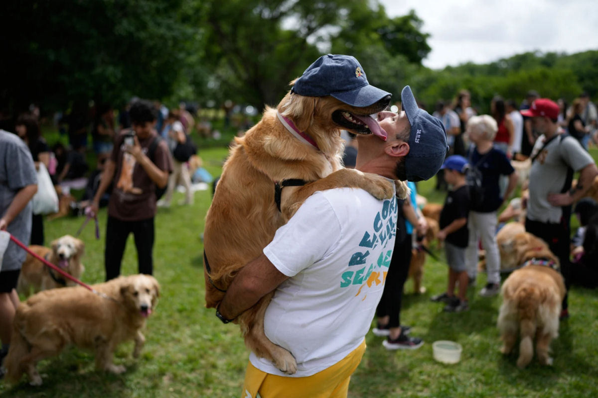 Mais de 2.000 Golden Retrievers se reúnem na Argentina em busca de um recorde