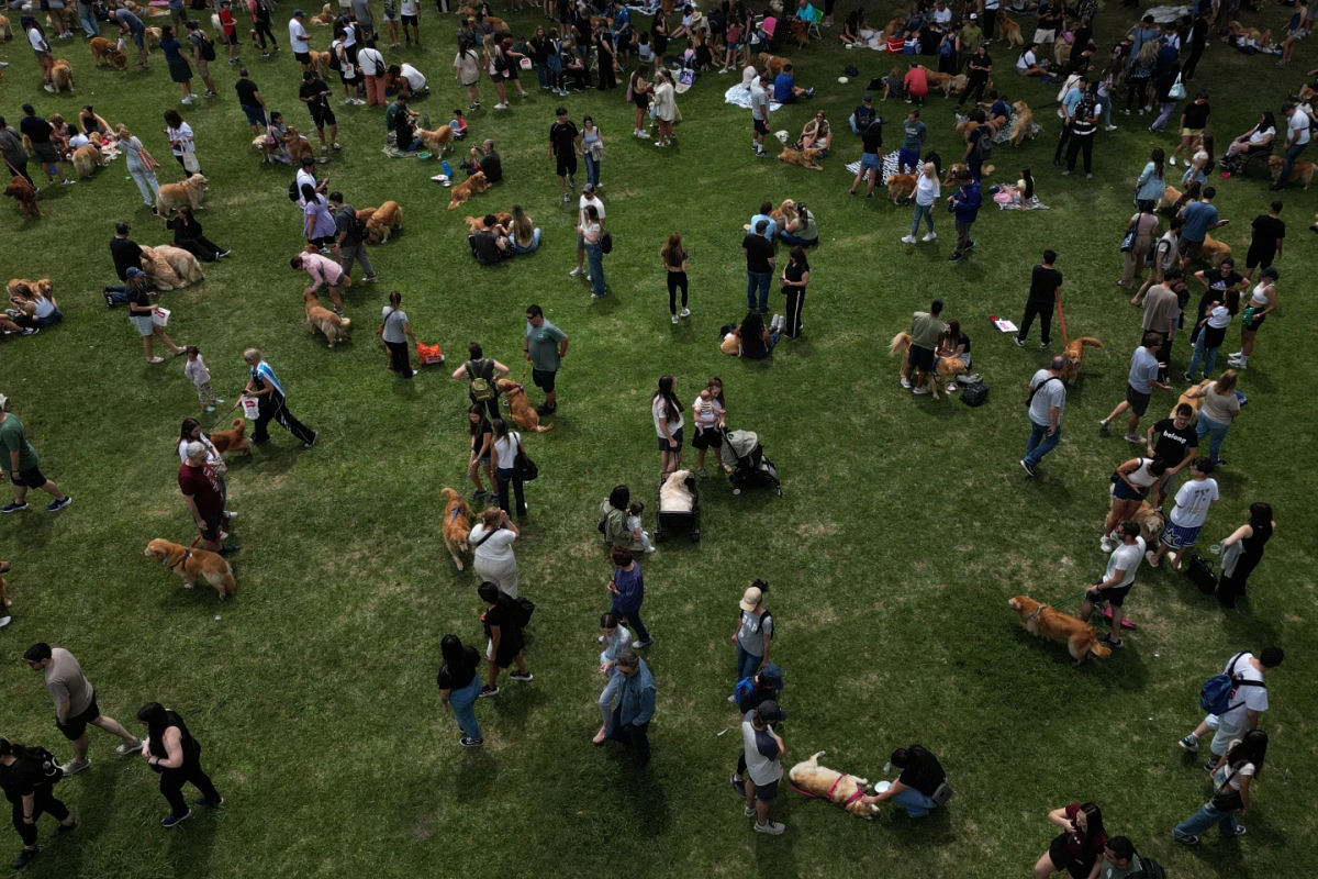 Mais de 2.000 Golden Retrievers se reúnem na Argentina em busca de um recorde