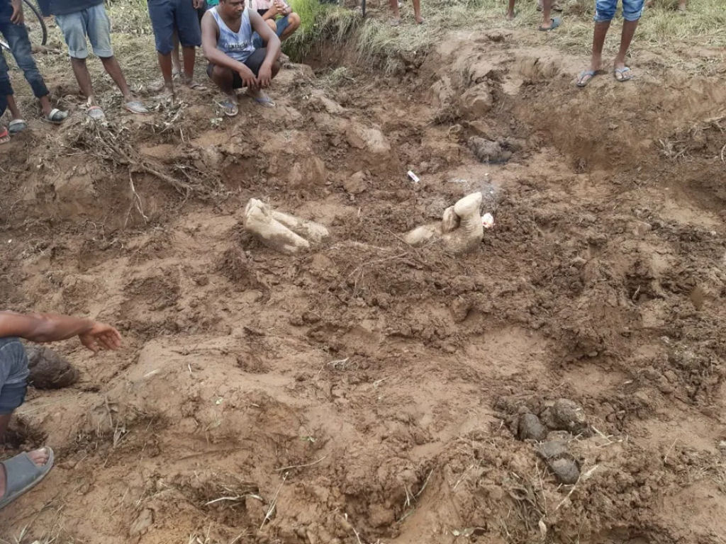 Elefantes asiticos enterram seus mortos, sugere nova pesquisa