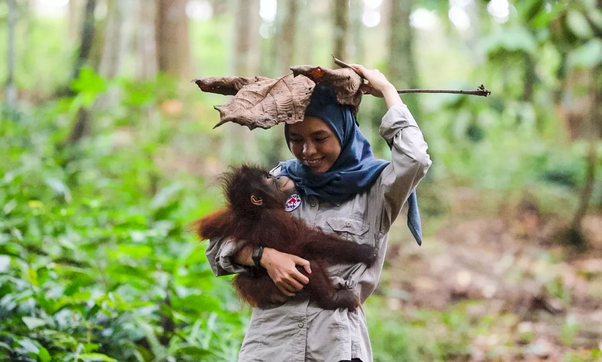 Como os filhotes de orangotango so preparados para voltar  natureza?