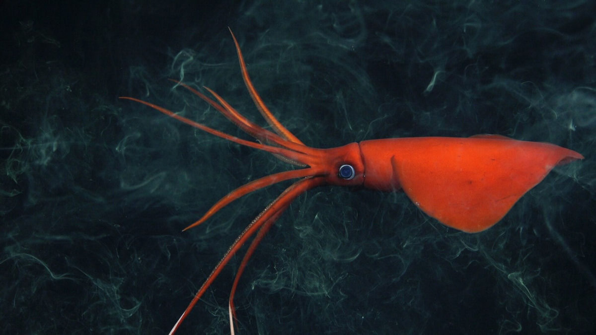 Pesquisadores descobrem centenas de novas espcies marinhas nos ecossistemas montanhosos subaquticos do Oceano Pacfico