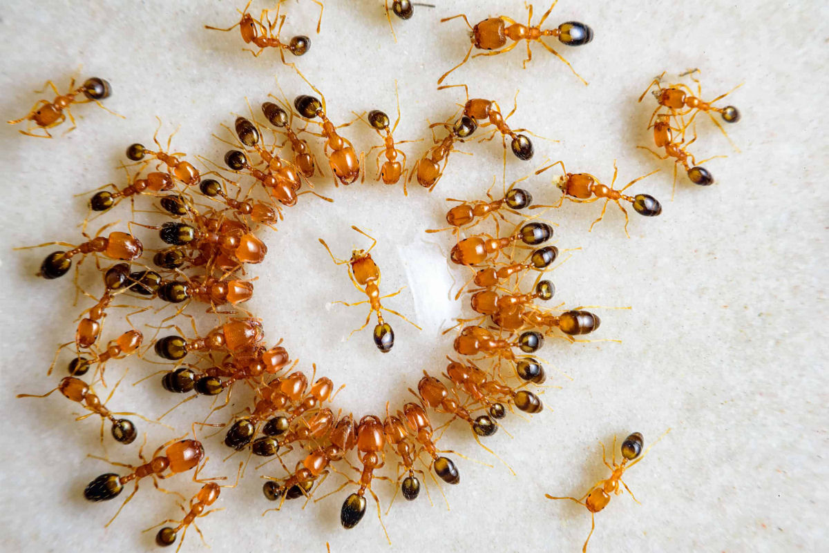 O bizarro fenmeno de espiral da morte de formigas