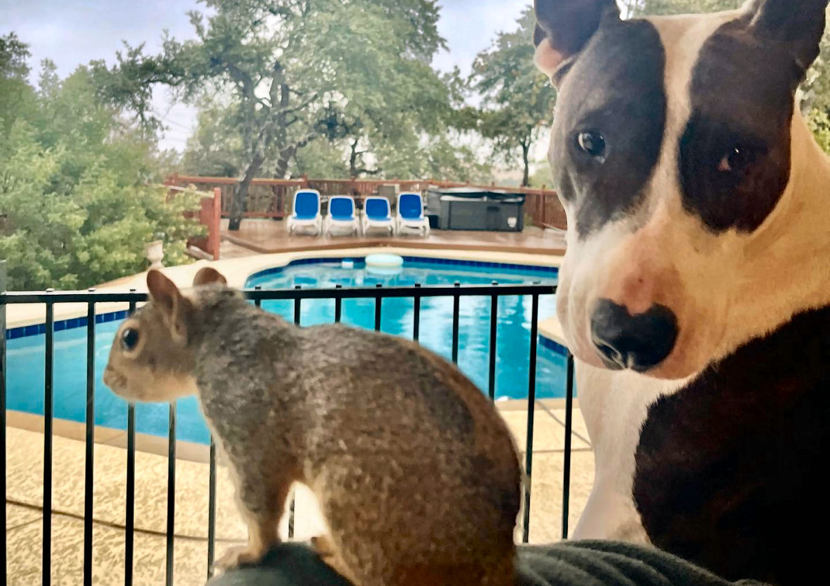 Esquilo resgatado volta todos os dias para brincar com o cachorro que o ajudou cri�-lo