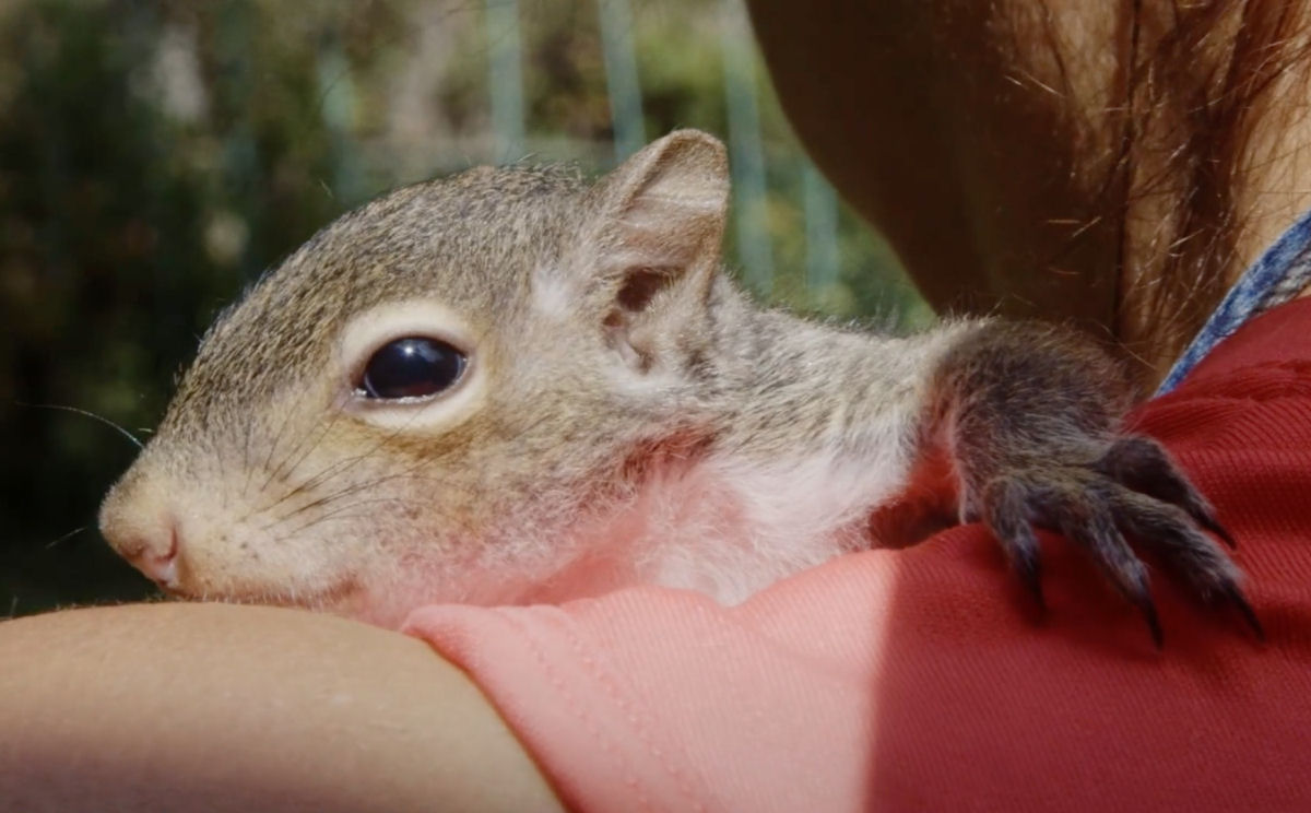 Mulher cria um filhote de esquilo abandonado no emocionante documentrio 'My Duduś'