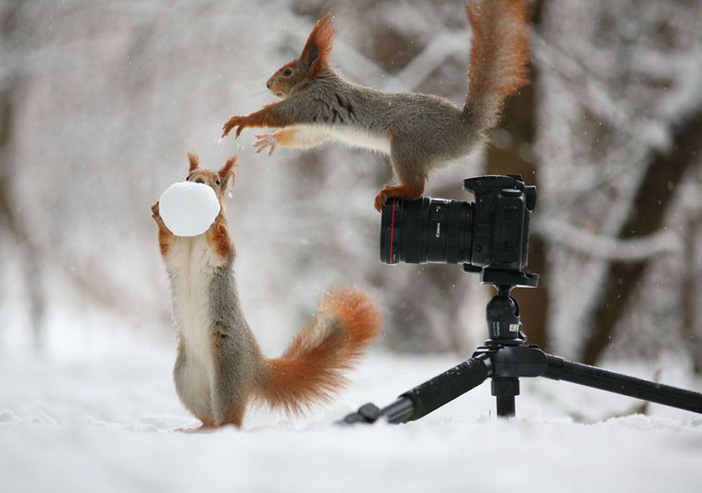 Fotgrafo russo registra uma das mauis belas sesses de fotos com esquilos 02