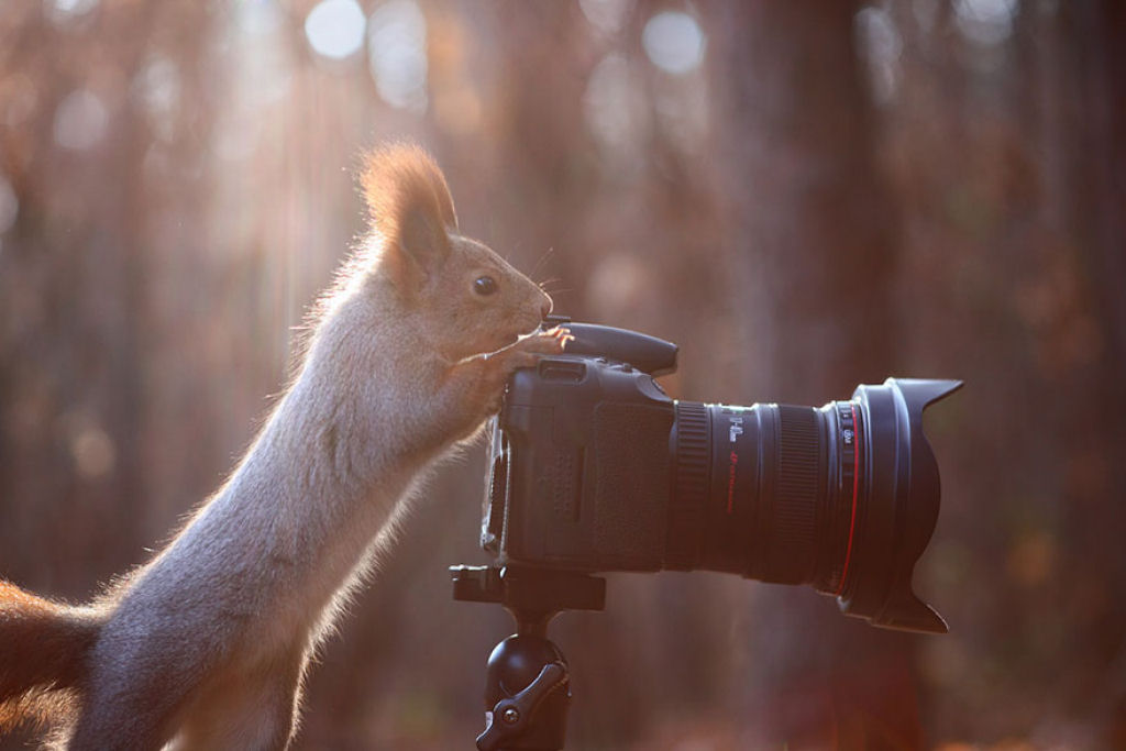Fotgrafo russo registra uma das mauis belas sesses de fotos com esquilos 06