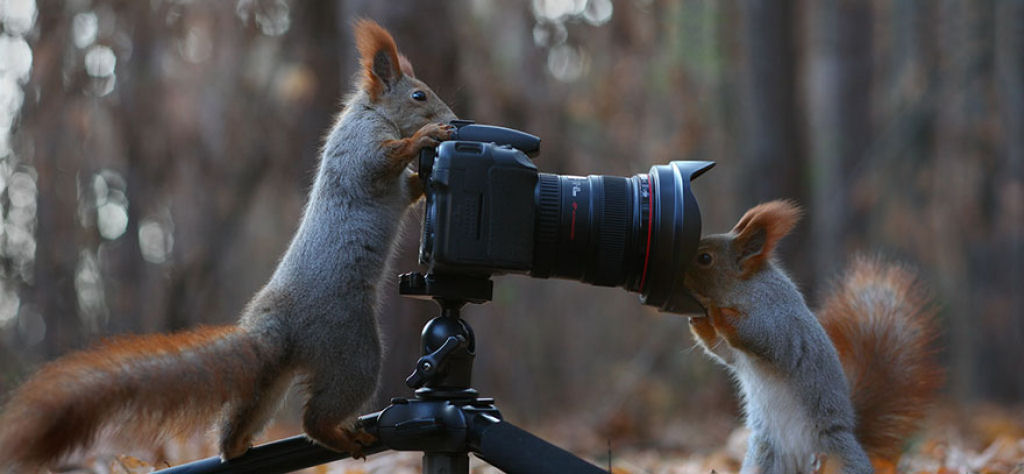Fotgrafo russo registra uma das mauis belas sesses de fotos com esquilos 09