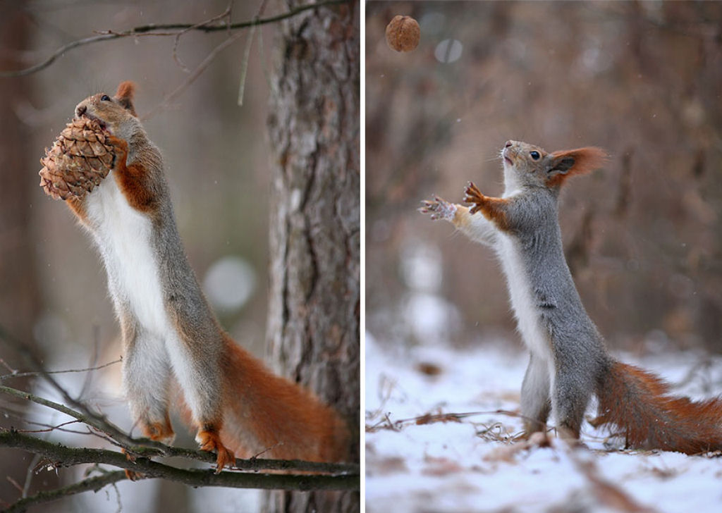 Fotgrafo russo registra uma das mauis belas sesses de fotos com esquilos 14