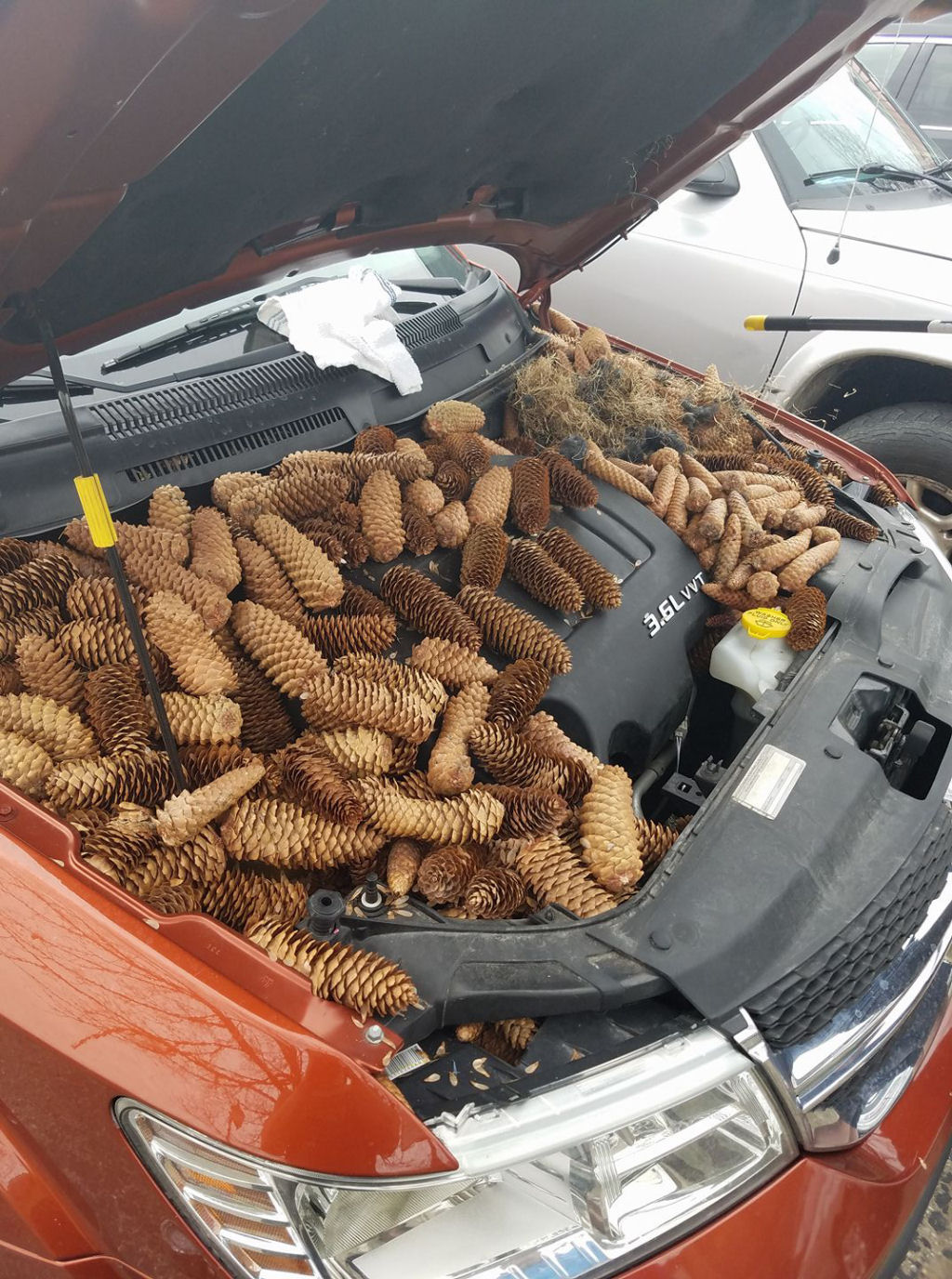 Americana revisou o motor de seu carro depois do inverno e encontrou 23 quilos de pinhas