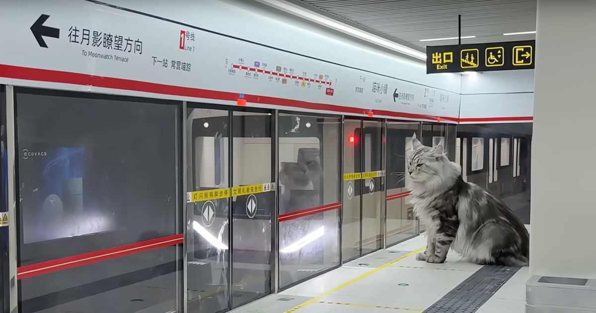 Jovem constrói mini estação de metrô totalmente funcional para seus gatos