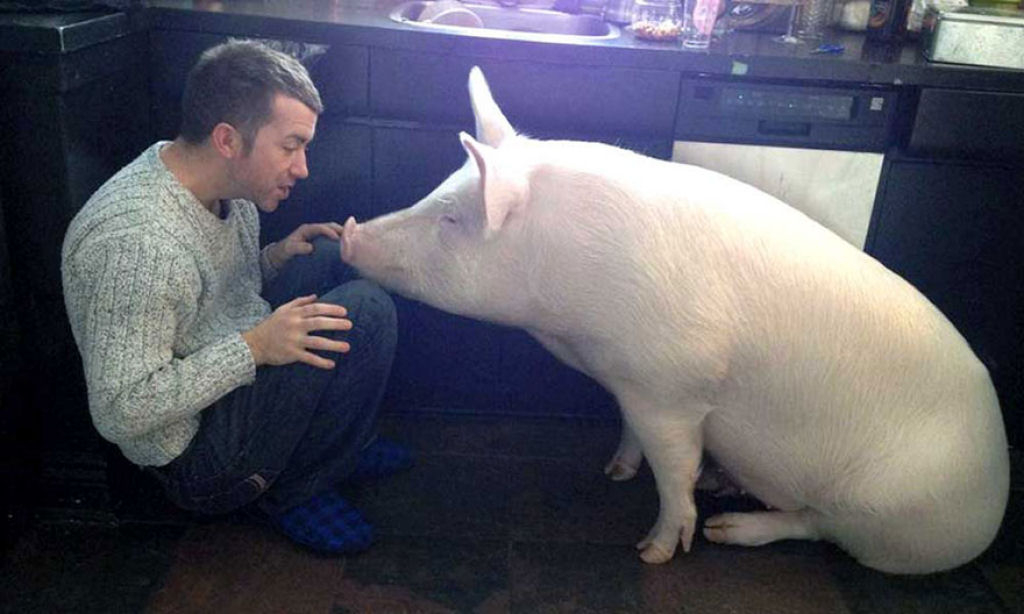 Este casal pensou que tinha adotado um mini porco, mas se converteu em 300 quilos de ternura 02