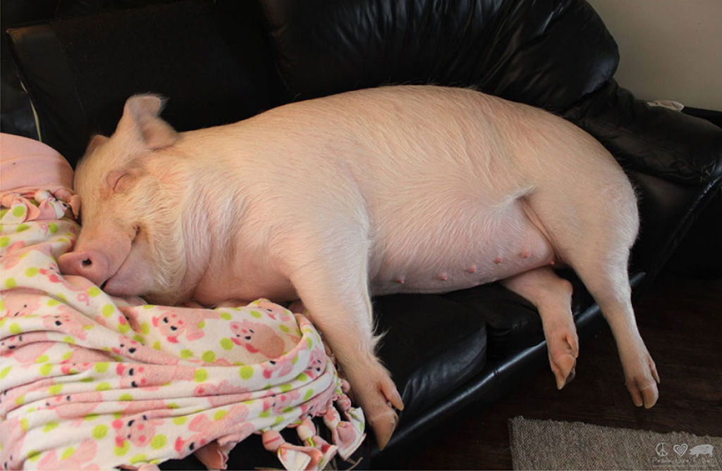 Este casal pensou que tinha adotado um mini porco, mas se converteu em 300 quilos de ternura 03