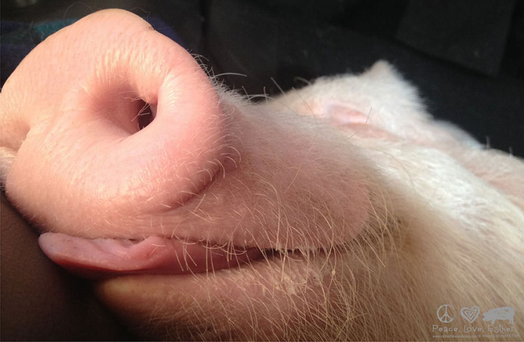 Este casal pensou que tinha adotado um mini porco, mas se converteu em 300 quilos de ternura 04