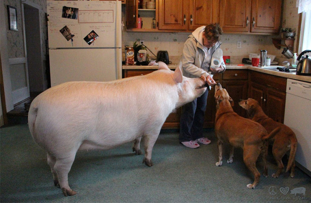 Este casal pensou que tinha adotado um mini porco, mas se converteu em 300 quilos de ternura 08