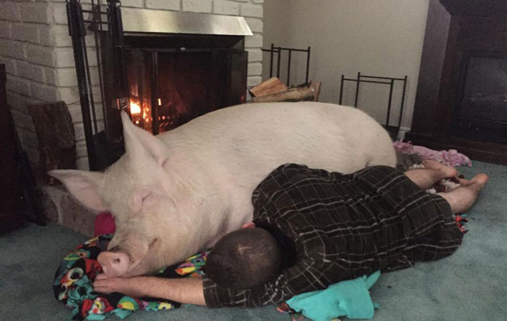Este casal pensou que tinha adotado um mini porco, mas se converteu em 300 quilos de ternura 11