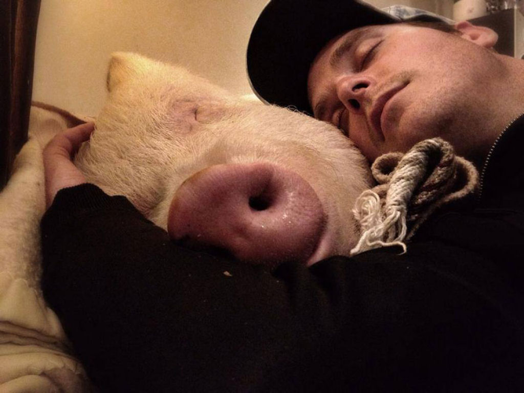 Este casal pensou que tinha adotado um mini porco, mas se converteu em 300 quilos de ternura 12