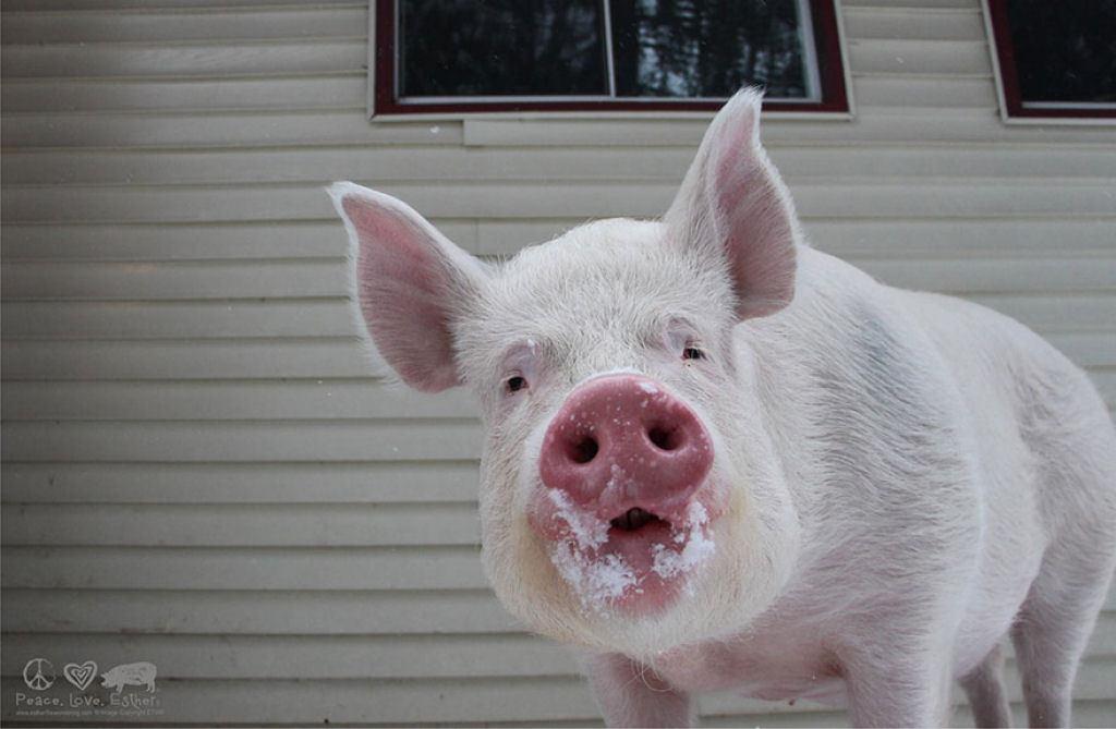 Este casal pensou que tinha adotado um mini porco, mas se converteu em 300 quilos de ternura 13