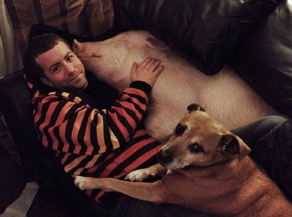 Este casal pensou que tinha adotado um mini porco, mas se converteu em 300 quilos de ternura 15