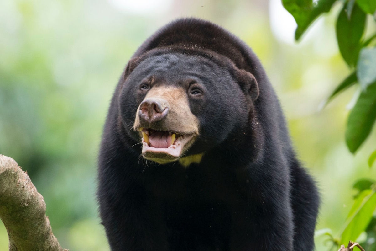 Para salvar os ursos-malaios, os cientistas primeiro precisam encontr-los