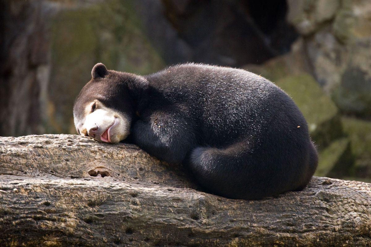 Para salvar os ursos-malaios, os cientistas primeiro precisam encontr-los