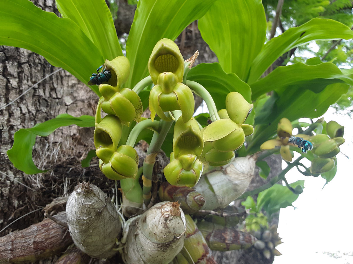 O truque incomum de polinização da orquídea catasseto