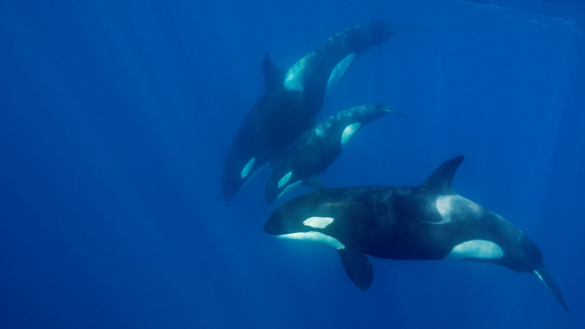 Jovens orcas ainda esto atacando barcos, e agora sabemos por qu