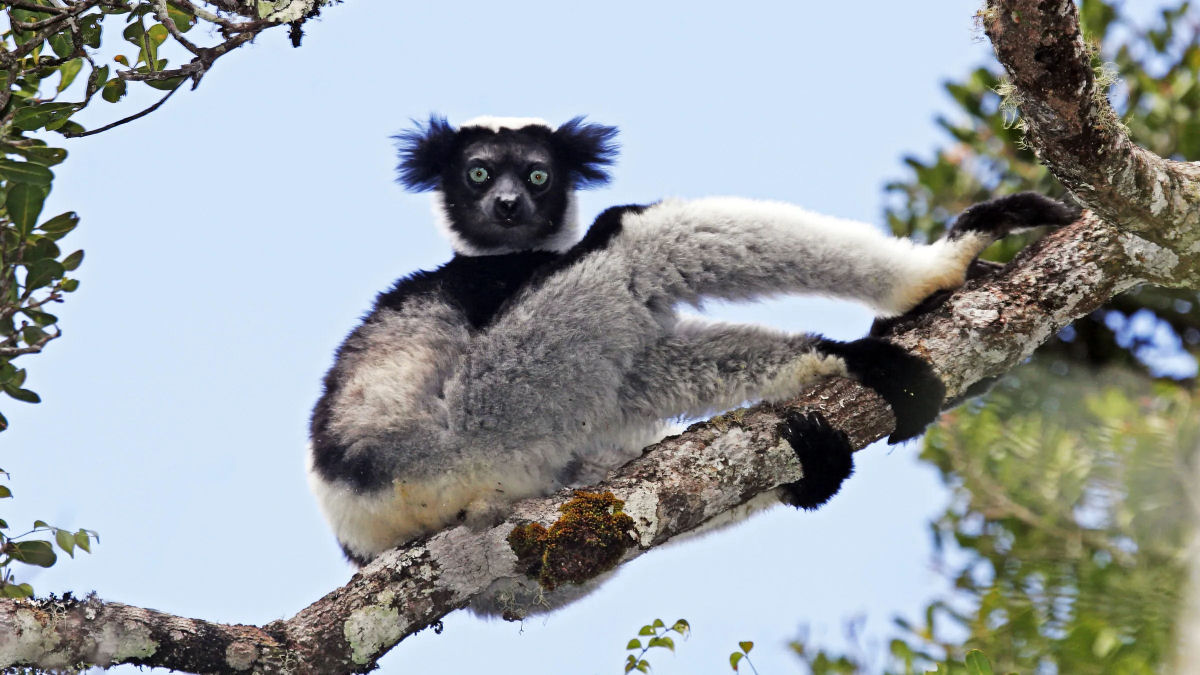 Se os animais de Madagascar desaparecerem, levaria 23 milhes de anos para recuper-los