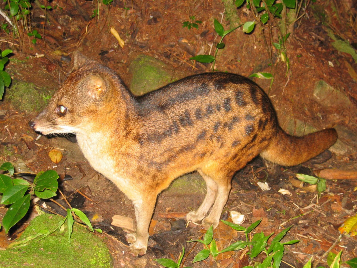 Se os animais de Madagascar desaparecerem, levaria 23 milhes de anos para recuper-los