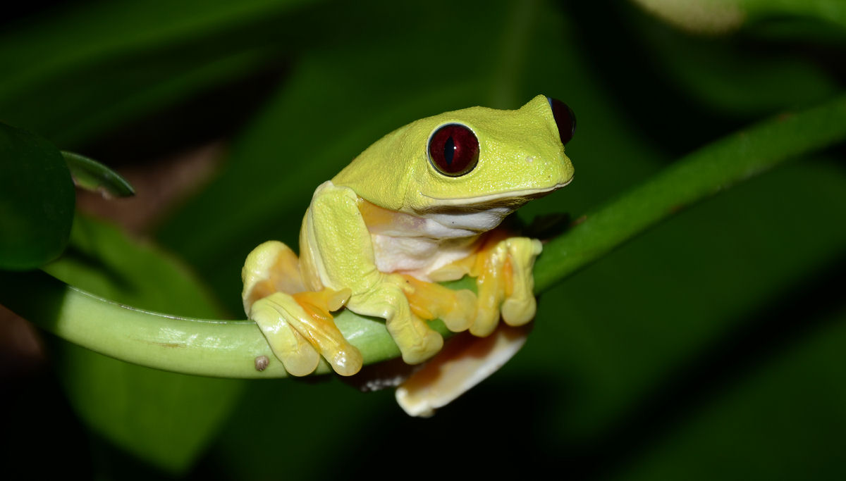 Como os anf�bios sobrevivem e criam seus filhotes nas florestas tropicais ao redor do mundo