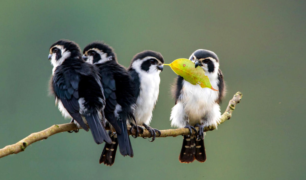 Os minsculos falconetes so as menores aves de rapina