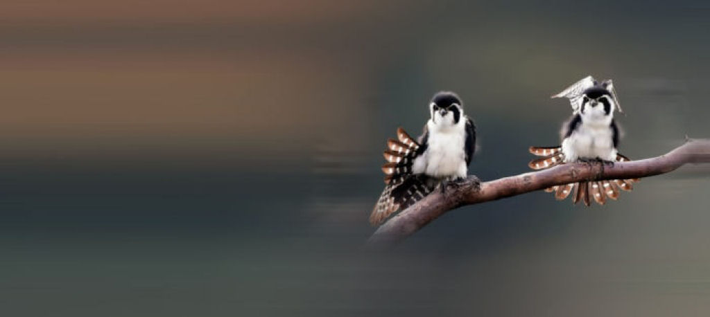 Os minsculos falconetes so as menores aves de rapina