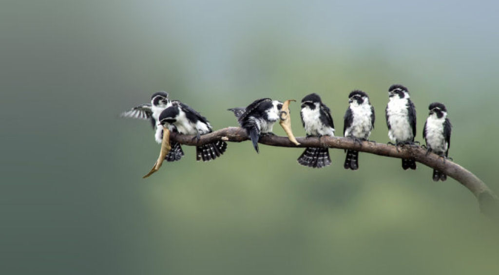 Os minsculos falconetes so as menores aves de rapina