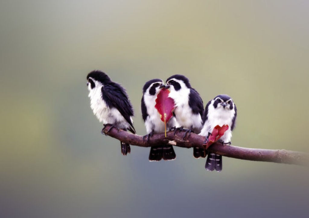 Os minsculos falconetes so as menores aves de rapina