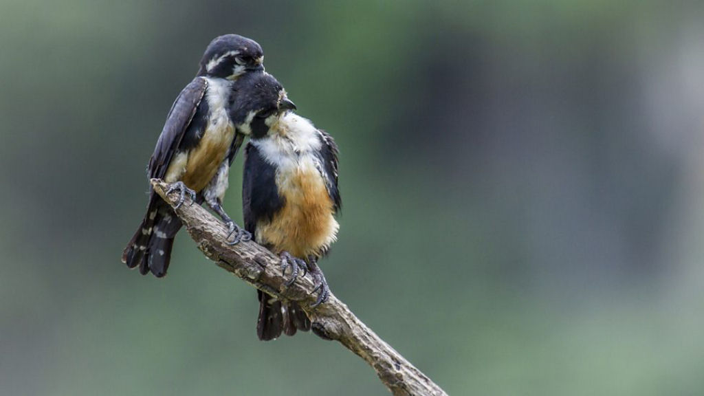 Os minsculos falconetes so as menores aves de rapina