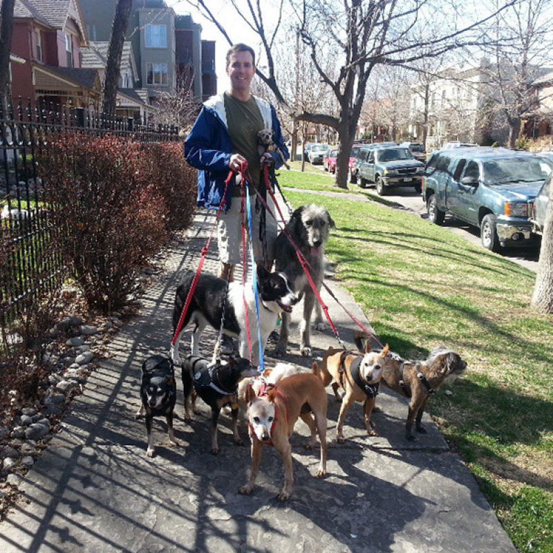 Este homem dedica sua vida a adotar cães idosos que não podem encontrar um lar 17