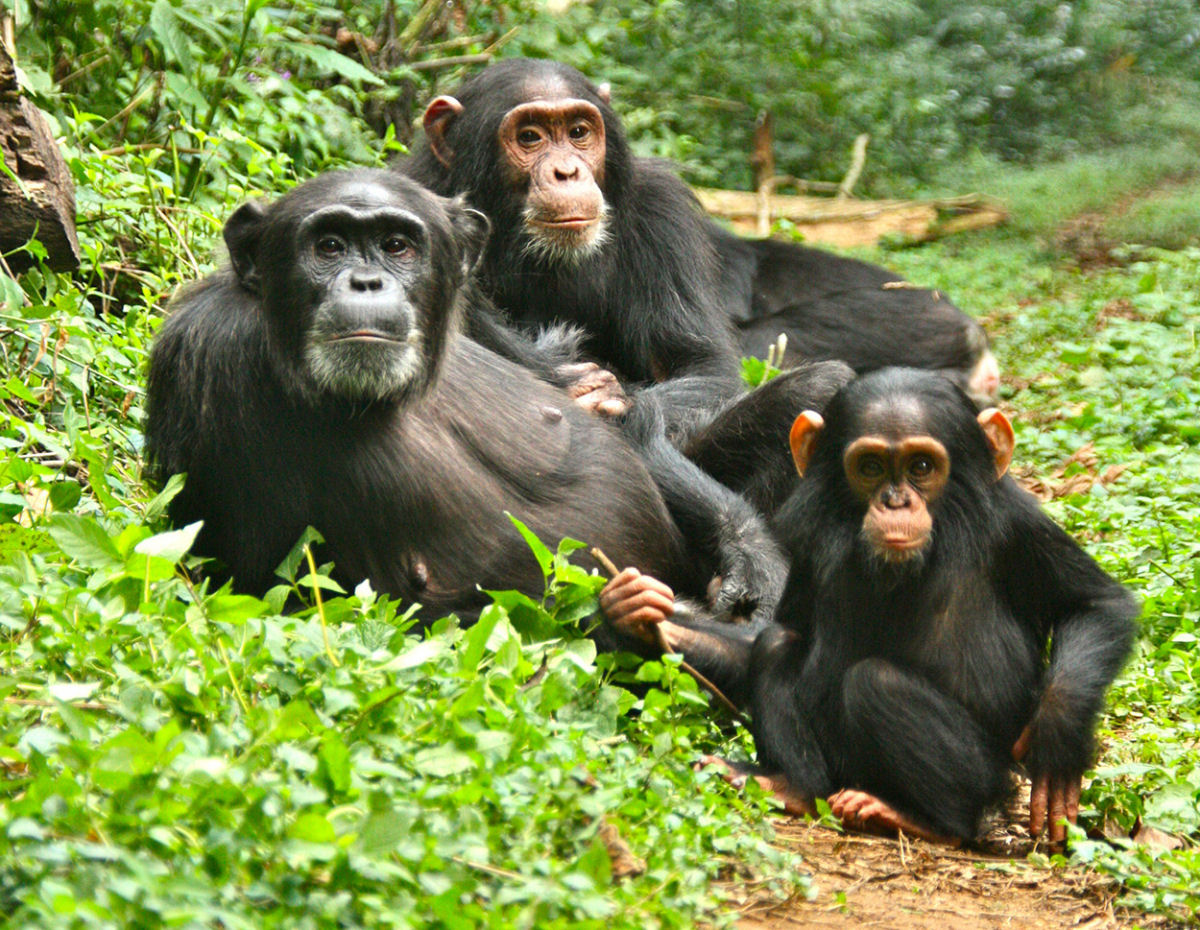 Voc no vai acreditar na razo pela qual as chimpanzs desaparecem durante semanas para parir suas crias