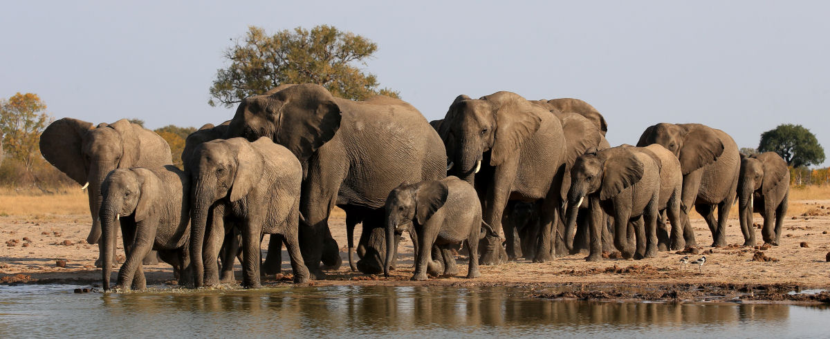 Caador zimbabuano que matou mais de 5.000 elefantes diz que no se arrepende nem um pouco