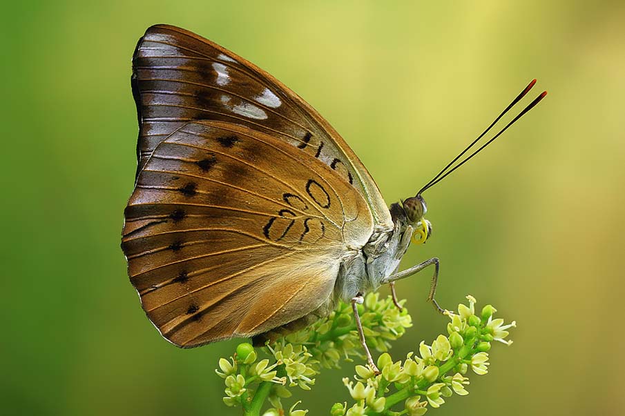 50 fascinantes fotografias de borboletas coloridas