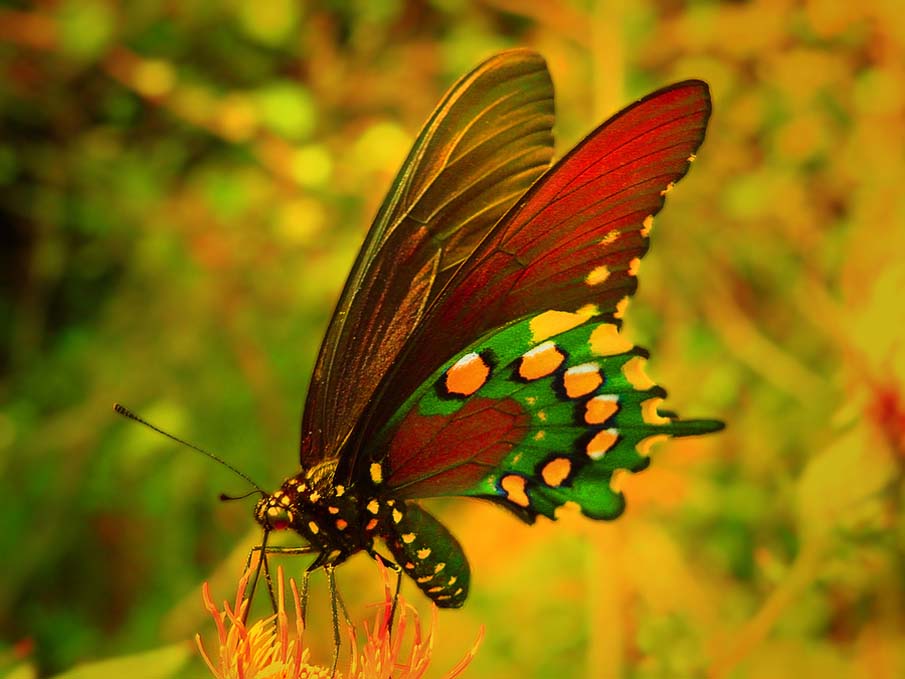 50 fascinantes fotografias de borboletas coloridas