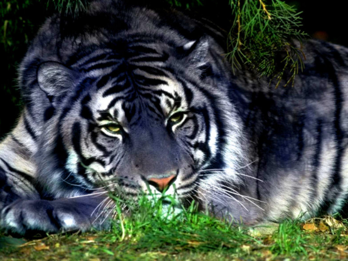 Tigres-negros indianos têm listas singularmente grossas graças a uma mutação genética