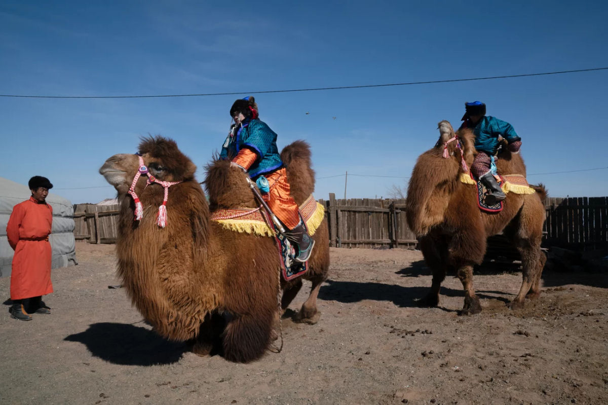 O maior festival de camelos-bactrianos do mundo na Monglia