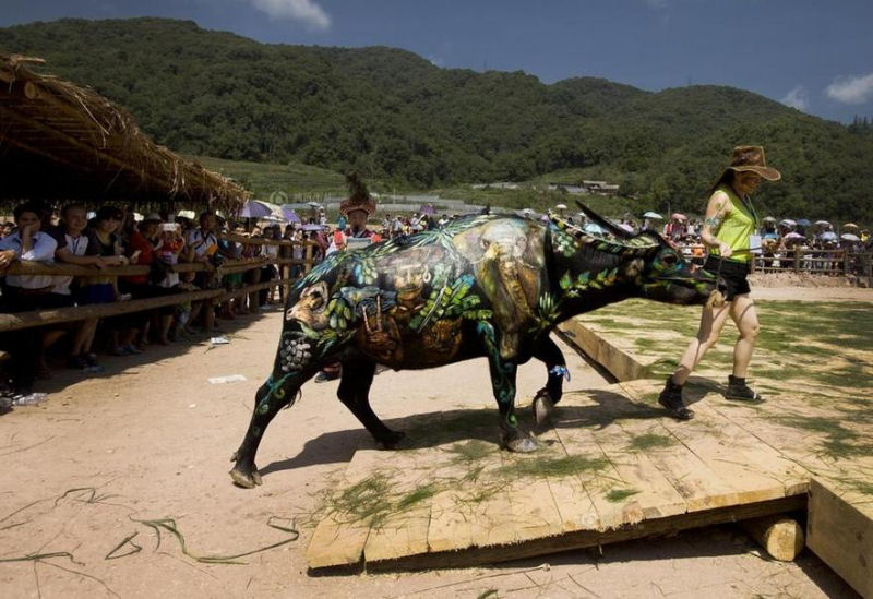 Concurso de pintura de bfalos na China 03